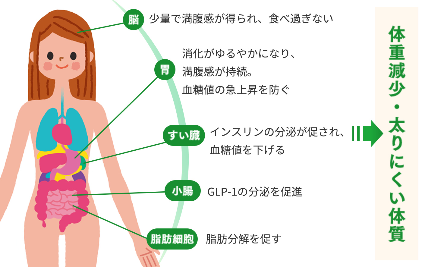 太りにくい体質へと変わり、みるみる体重が落ちていきます。